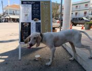Αδέσποτο σκυλί στη Σάμη