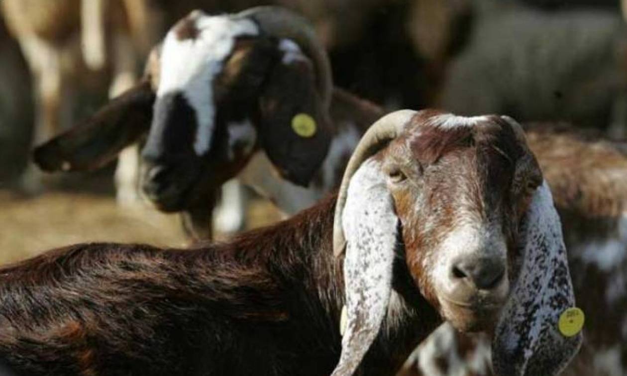 Απαγόρευση μετακίνησης αιγοπροβάτων σε όλη την Περιφέρεια