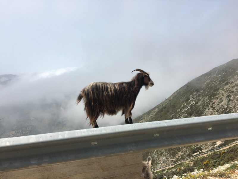 Δήμος Σάμης: Ανεπιτήρητα Αναπαραγωγικά Ζώα στα Κουλουράτα