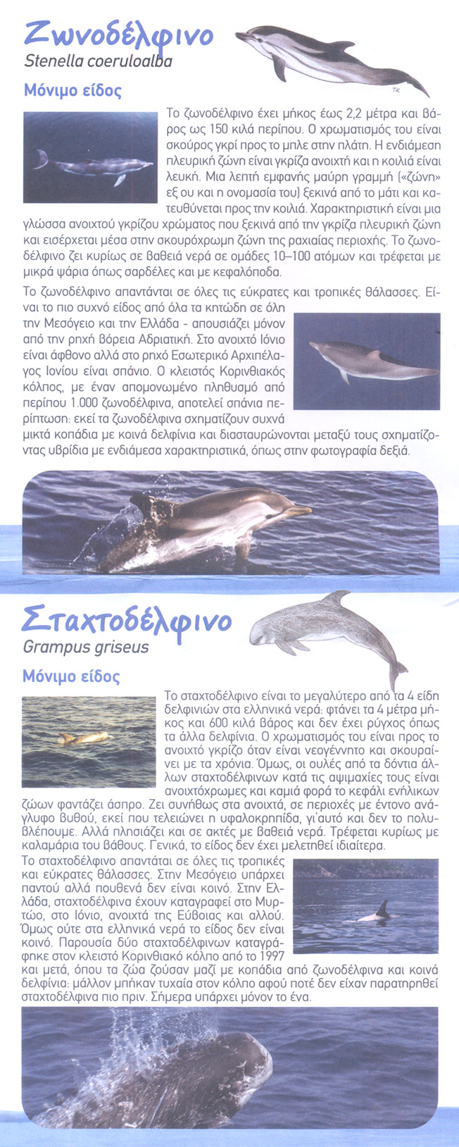Γνωρίστε του συνταξιδιώτες σας: Ζωνοδέλφινο και Σταχτοδέλφινο