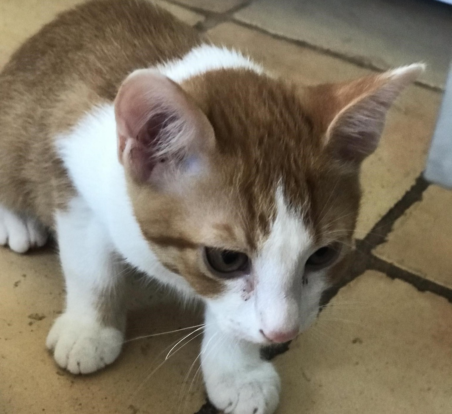 Δήμος Σάμης: Γατάκια για υιοθεσία