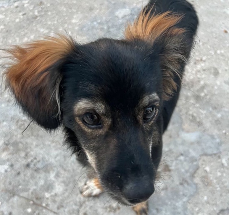 Δήμος Σάμης: Σκυλάκι για υιοθεσία στα Μακρυώτικα