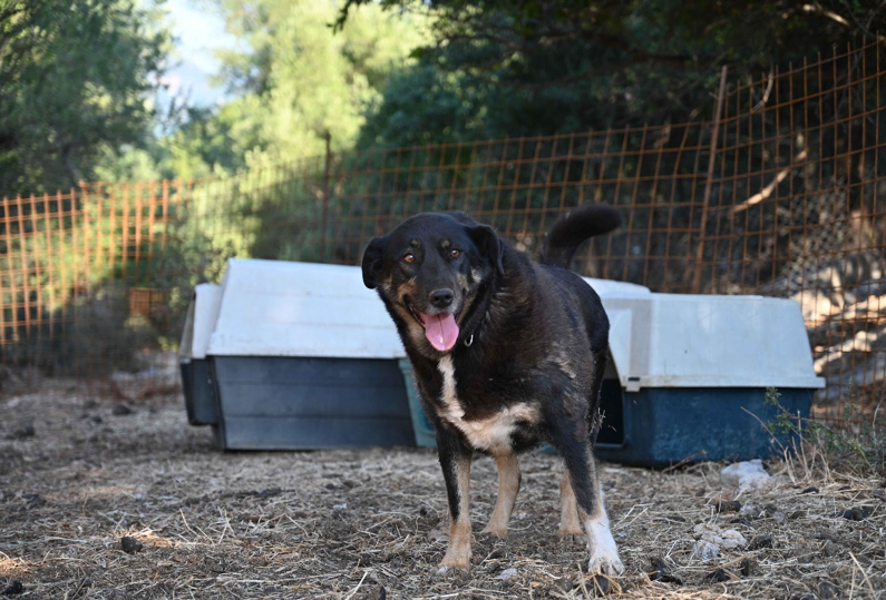 Ιωάννης Κοσμάτος: Παλική  Τόπος αφιλόξενος για τα ζώα