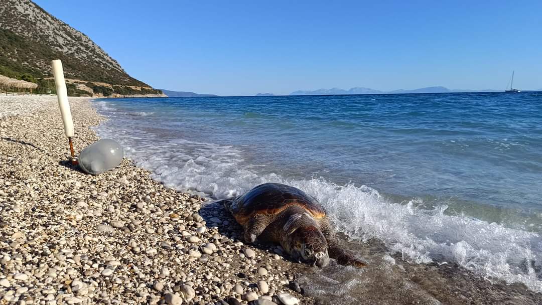 Καρέτα Καρέτα βρέθηκε νεκρή στην Παραλία Αράγια του Πόρου [εικόνες]