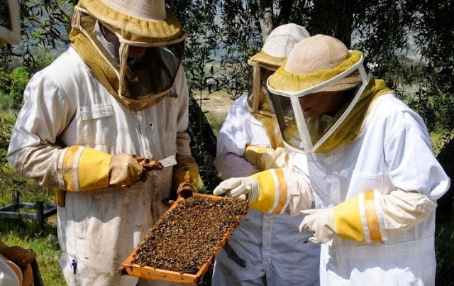 Ταχύρρυθμα προγράμματα εκπαίδευσης μελισσοκόμων