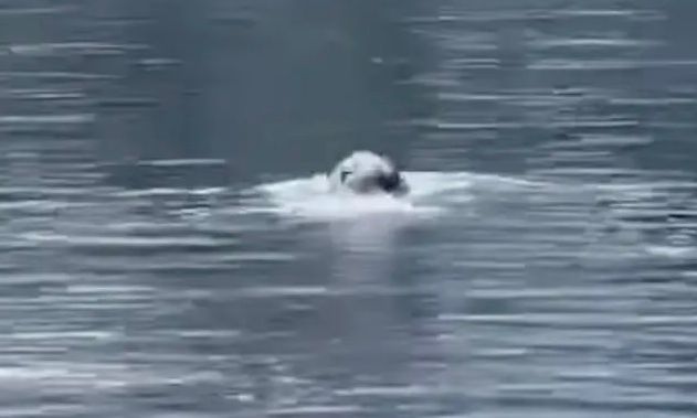 Εθεάθη φώκια στη Λίμνη του Αγίου Νικολάου [βίντεο]