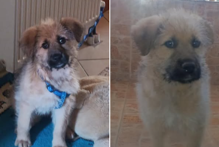 Εξαφάνιση σκύλου στο Αργοστόλι