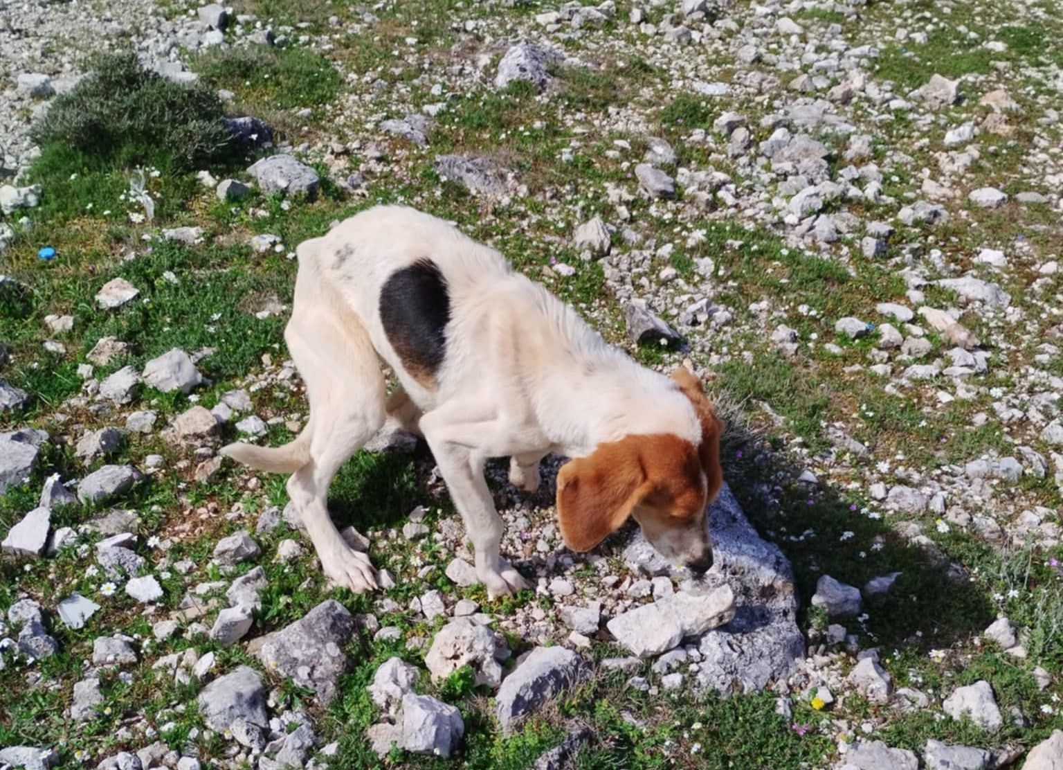 Δήμος Σάμης: Εγκαταλελειμμένο σκυλάκι στην στροφή για Αίνο