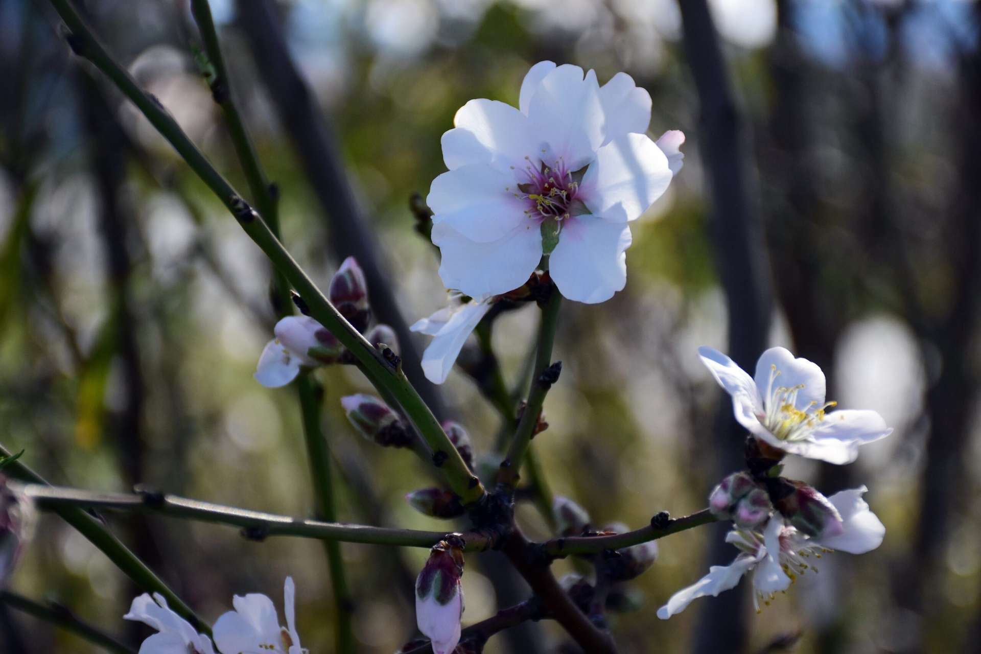Καιρός: Από την άνοιξη… στον χειμώνα – Αναλυτική πρόγνωση για τις επόμενες ημέρες