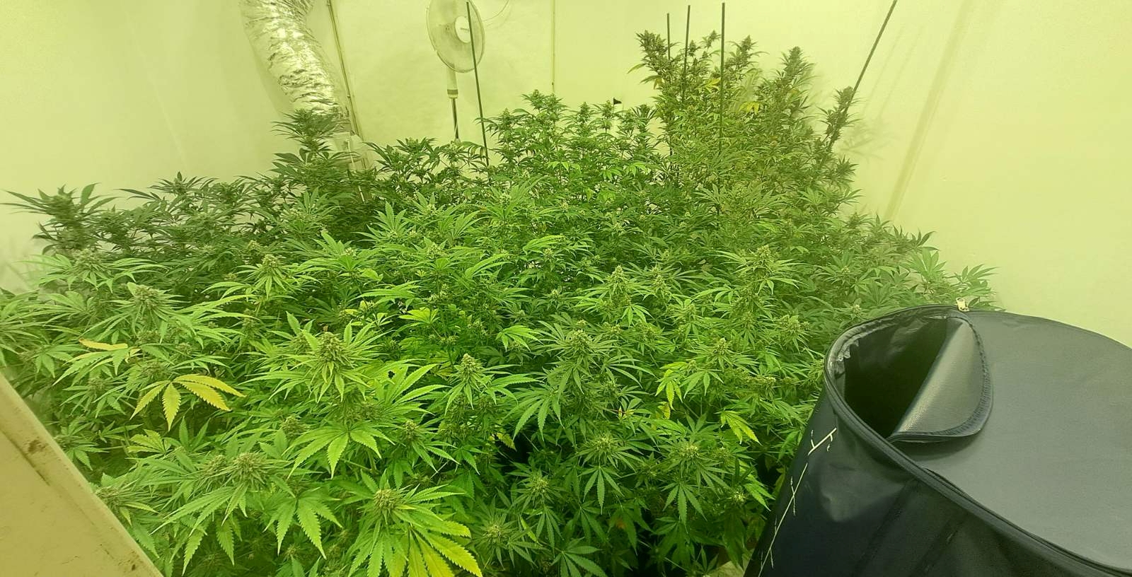 Ρέθυμνο: 66χρονος βρέθηκε με 5 δενδρύλλια και μικροποσότητα κάνναβης στο σπίτι του