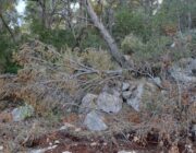 ΑΝΑΠΤΥΞΗ Ή ΚΑΤΑΣΤΡΟΦΗ;