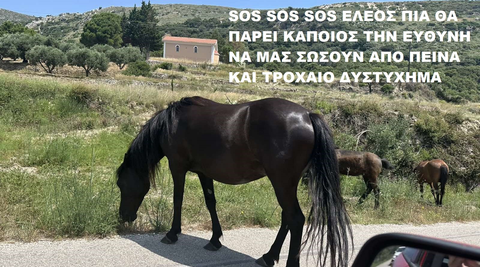 ΧΙΟΝΑΤΑ: Tα άλογα διασχίζουν τον κεντρικό δρόμο… αμέριμνα!! ΕΛΕΟΣ ΠΙΑ !!!