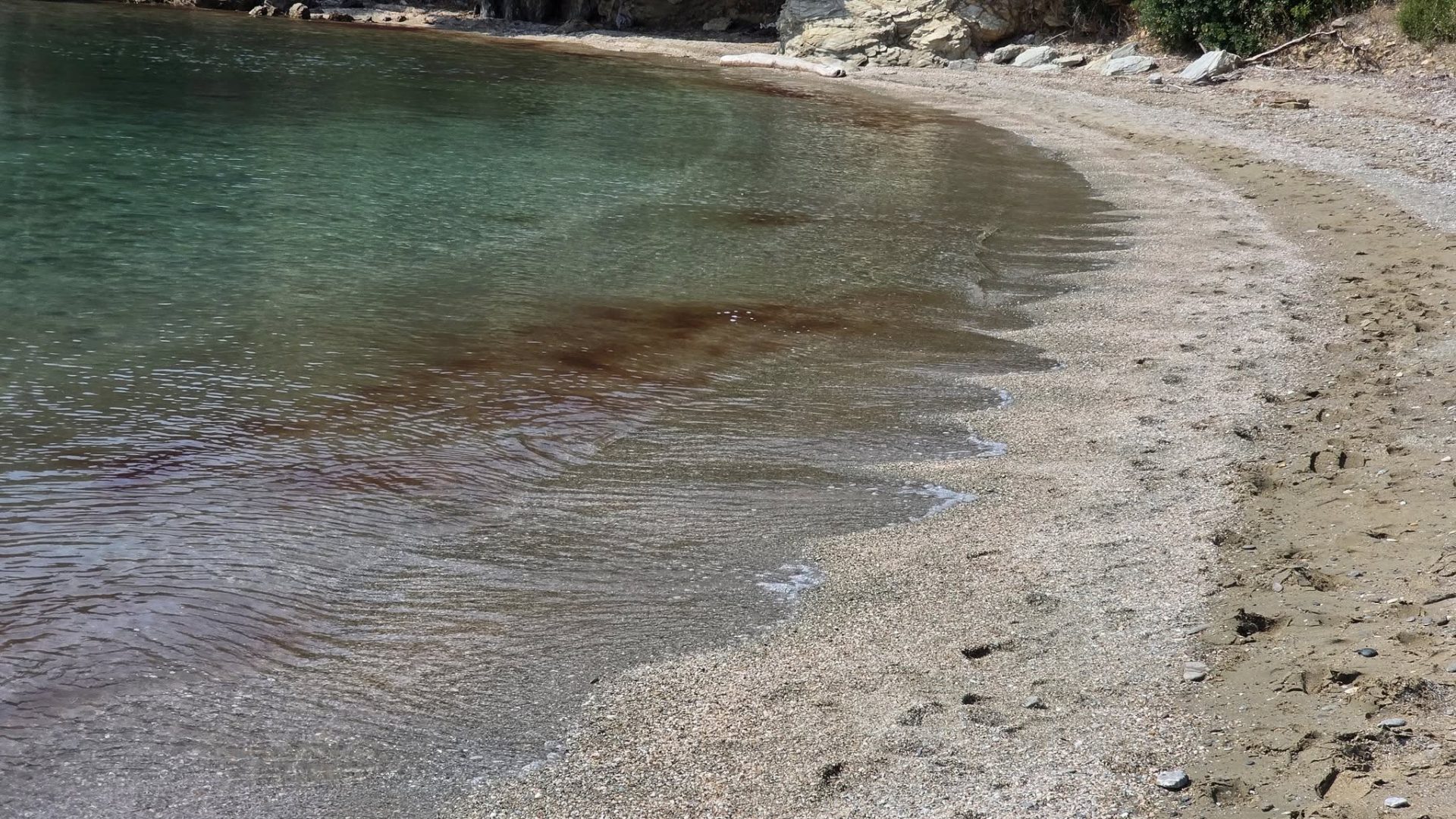 Έξαρση της μωβ μέδουσας στον Παγασητικό και τις γύρω θαλάσσιες περιοχές – Πού παρατηρούνται οι μεγαλύτερες συγκεντρώσεις
