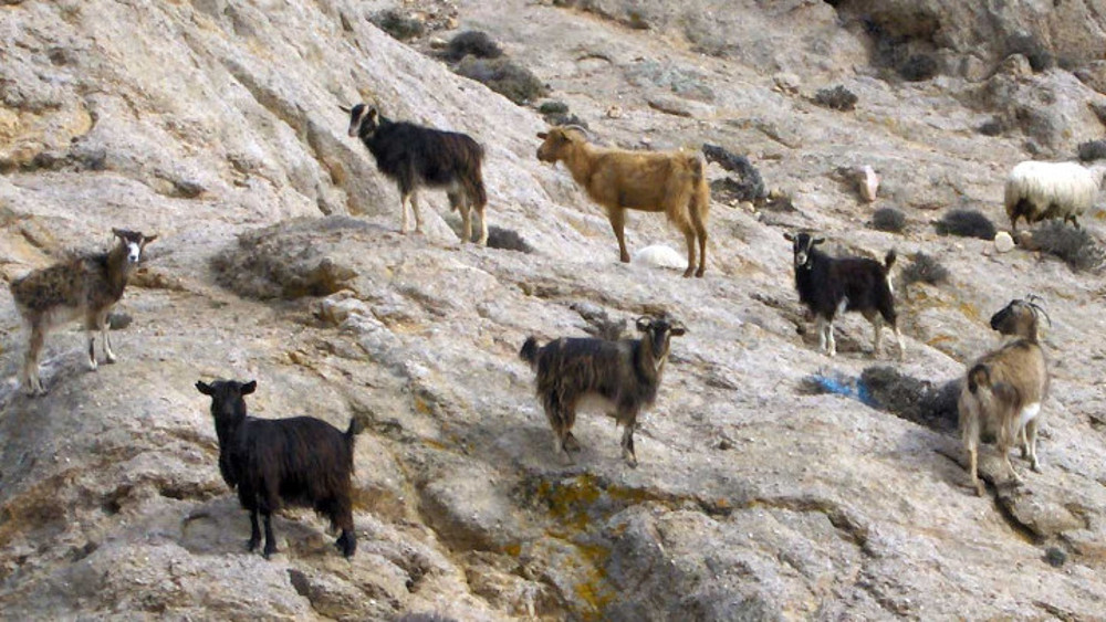 Oδοιπορικό στους στάβλους της Αττικής