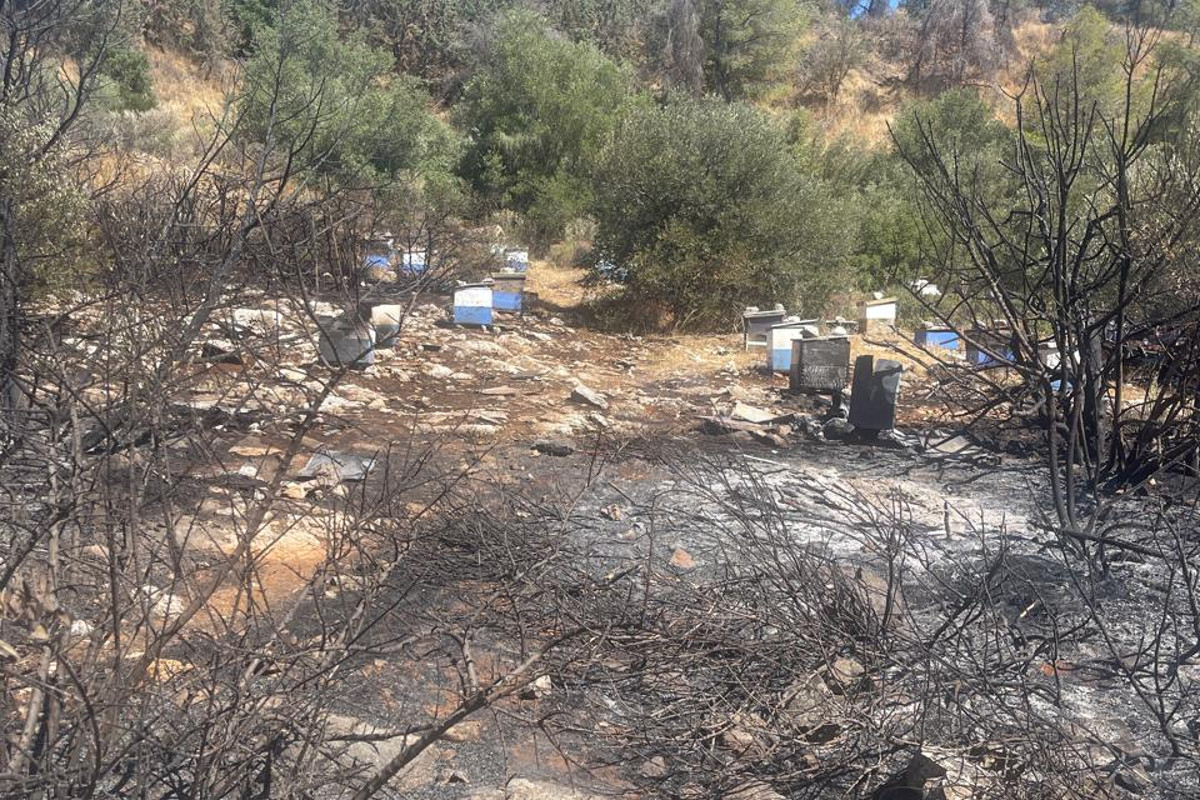 Από μελίσσια ξεκίνησε η καταστροφική φωτιά στον Υμηττό – Φωτογραφία ντοκουμέντα