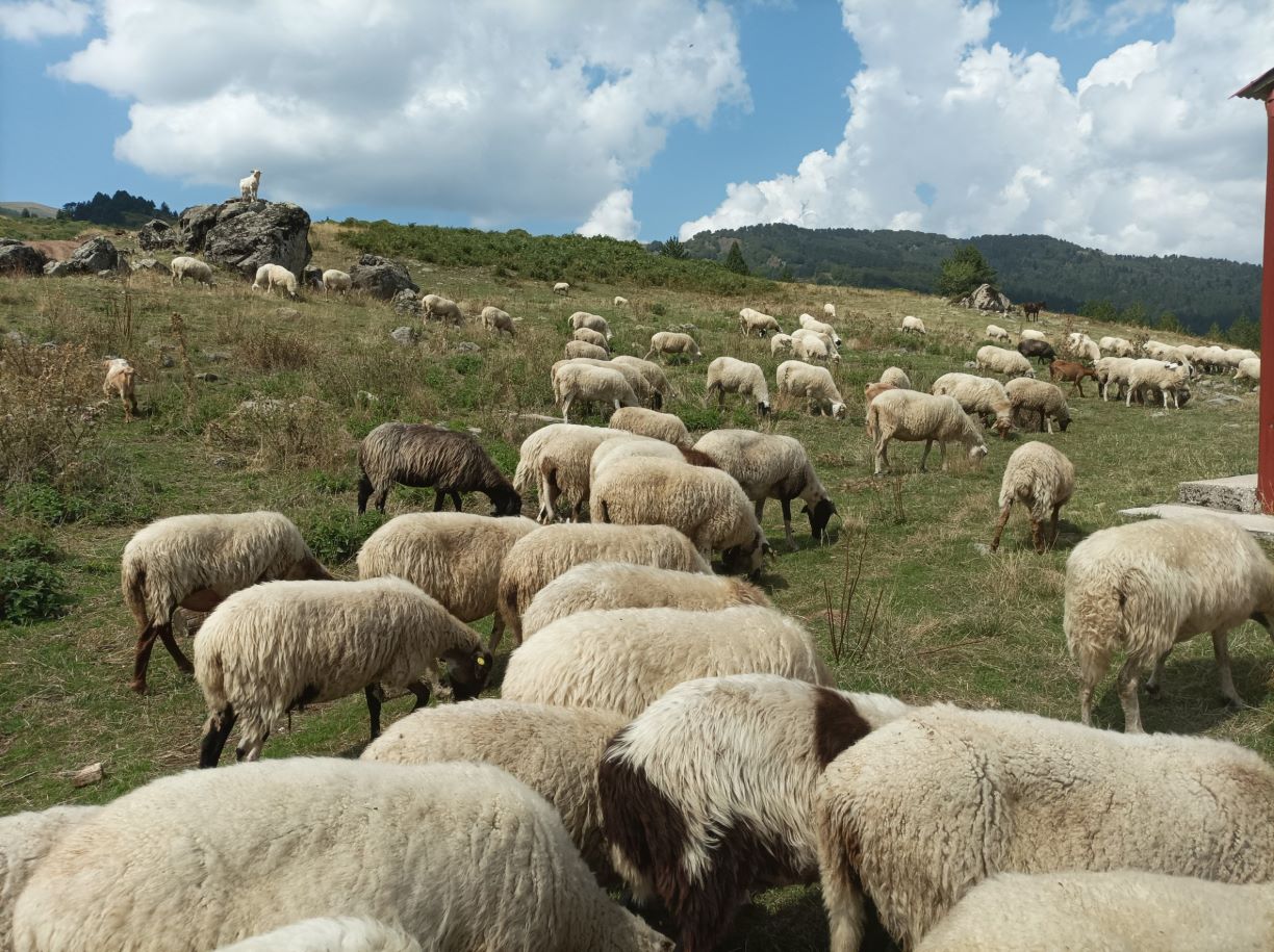 Σε κατάσταση συναγερμού η Μαγνησία λόγω ευλογιάς των αιγοπροβάτων – Δέσμη 7 άμεσων μέτρων από τον ΥΠΑΑΤ Κώστα Τσιάρα