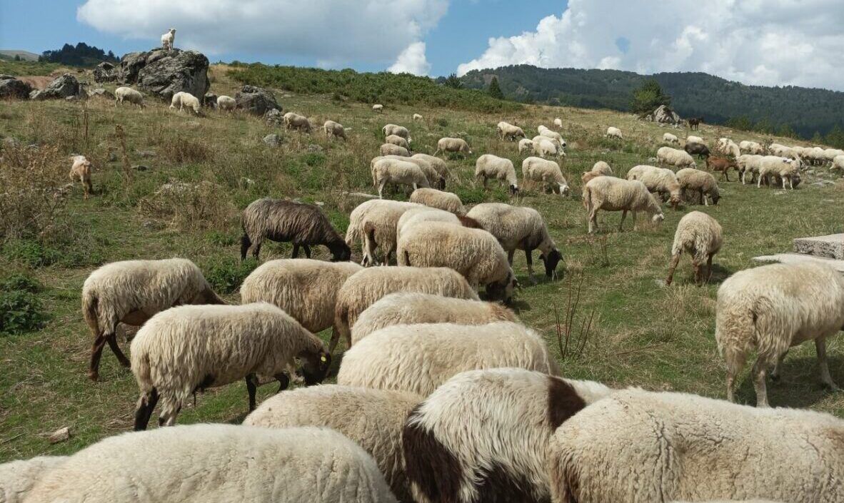 Ελασσόνα: Ενημερωτική σύσκεψη για την ευλογιά – Τα μέτρα που αποφασίστηκαν