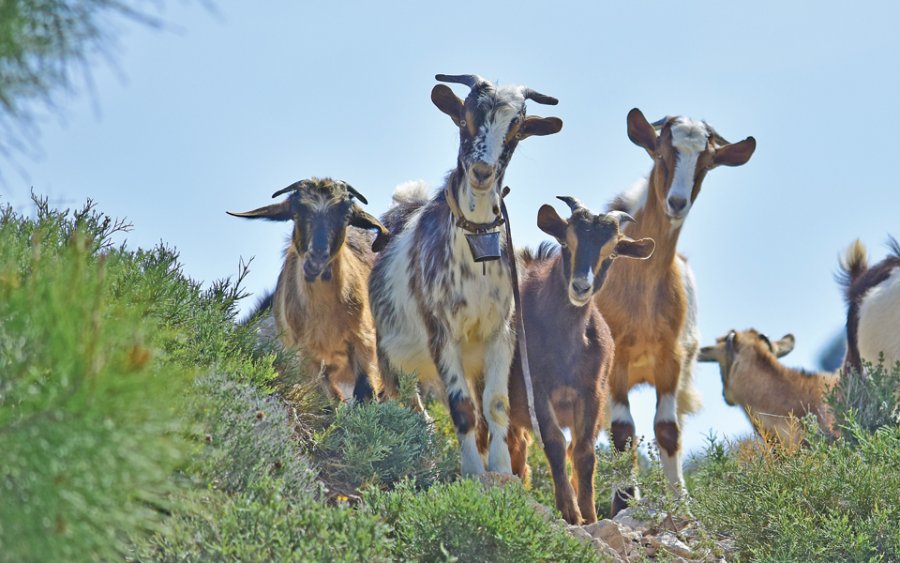 Έλεγχοι και πρόστιμα για τα αδέσποτα ζώα στην Ιθάκη