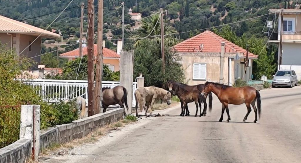 Μοτό συγκρούστηκε με άγρια άλογα, τραυματίστηκε σοβαρά ο οδηγός
