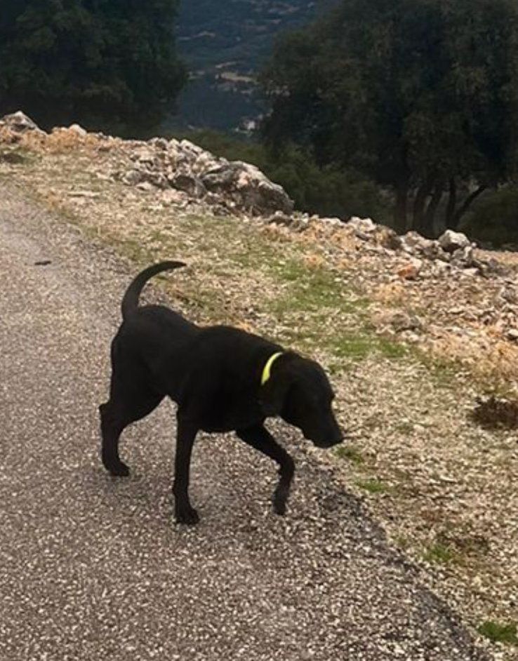 Δήμος Σάμης: Βρέθηκε σκυλί στα Ταρκασάτα Πυλάρου