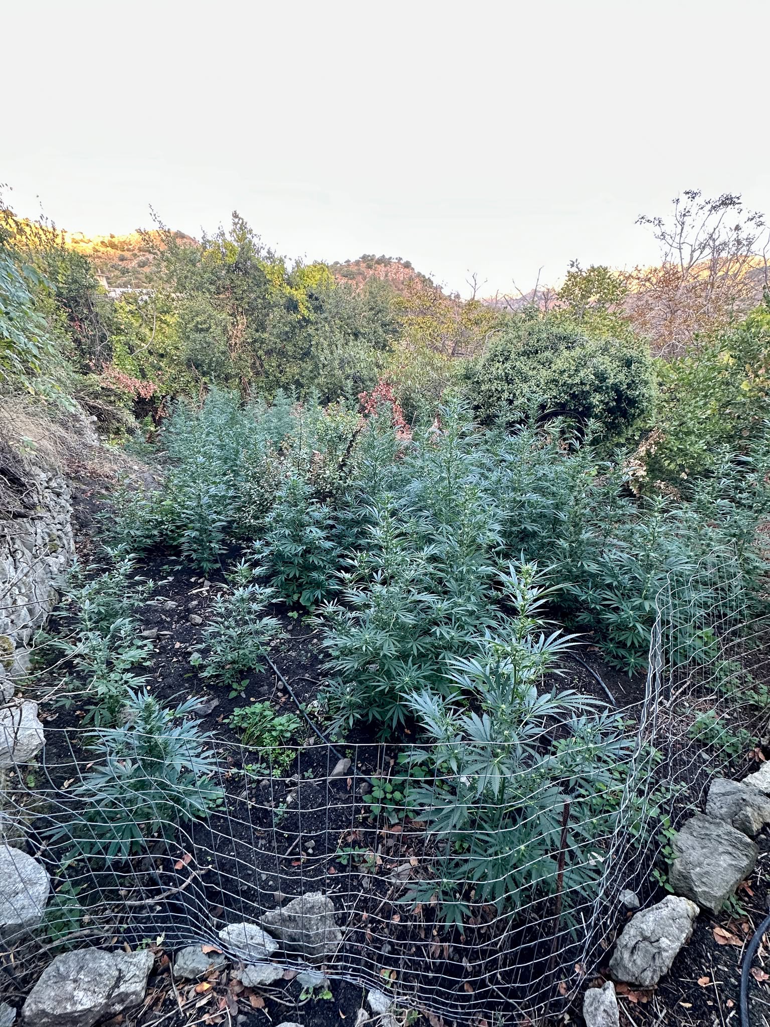 Εντοπίστηκε φυτεία δενδρυλλίων κάνναβης στο Ρέθυμνο