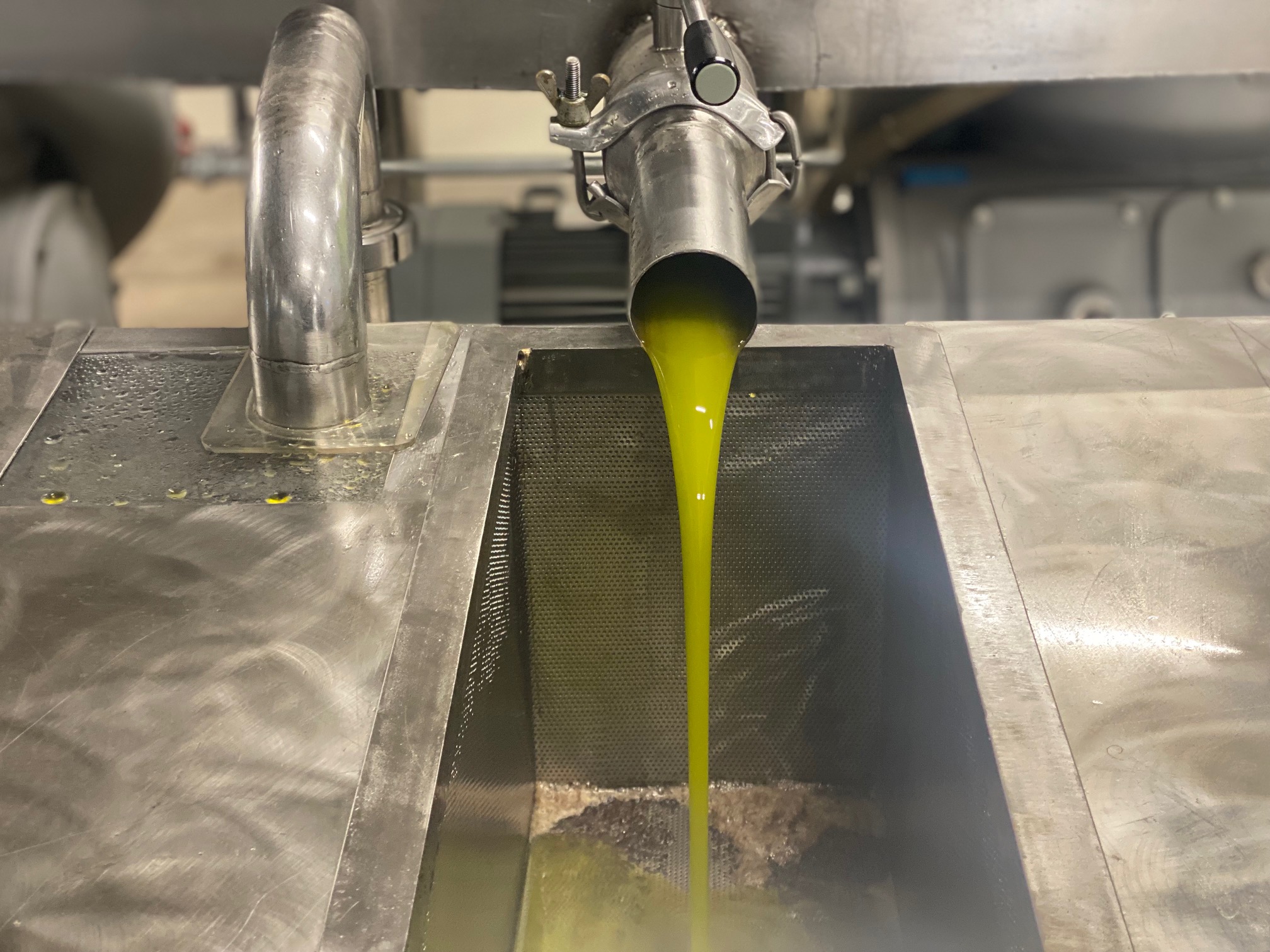 Μεσσηνία: Μειωμένη άνω του 50% αναμένεται η φετινή ελαιοπαραγωγή  Κλιματική κρίση και εγκατάλειψη χτυπούν την ελιά (ηχητικό)