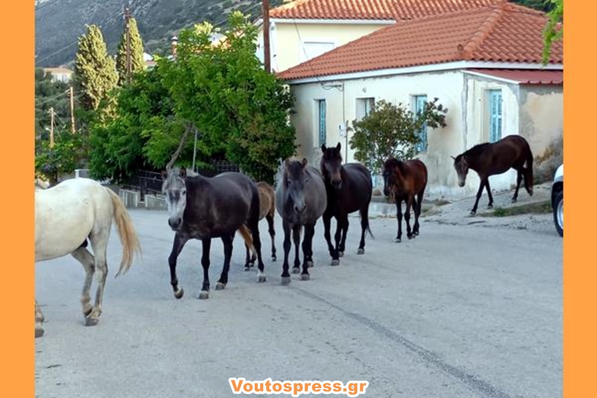 Ξεπέρασε τον κίνδυνο ο Στέλιος μετά το σοβαρό τροχαίο με τα άλογα στα Χιονάτα
