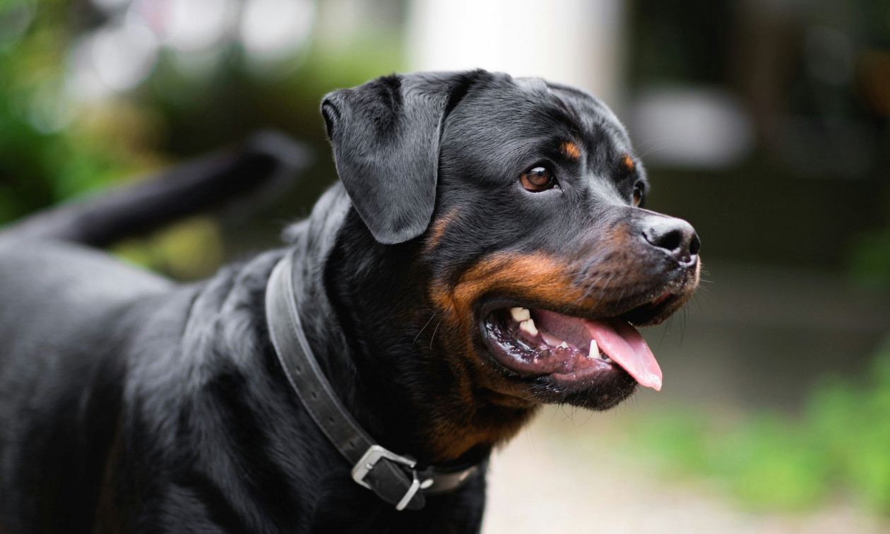 Καλαμάτα: Η στιγμή που το ροτβάιλερ επιτίθεται στον 76χρονο – Σε κρίσιμη κατάσταση ο ηλικιωμένος