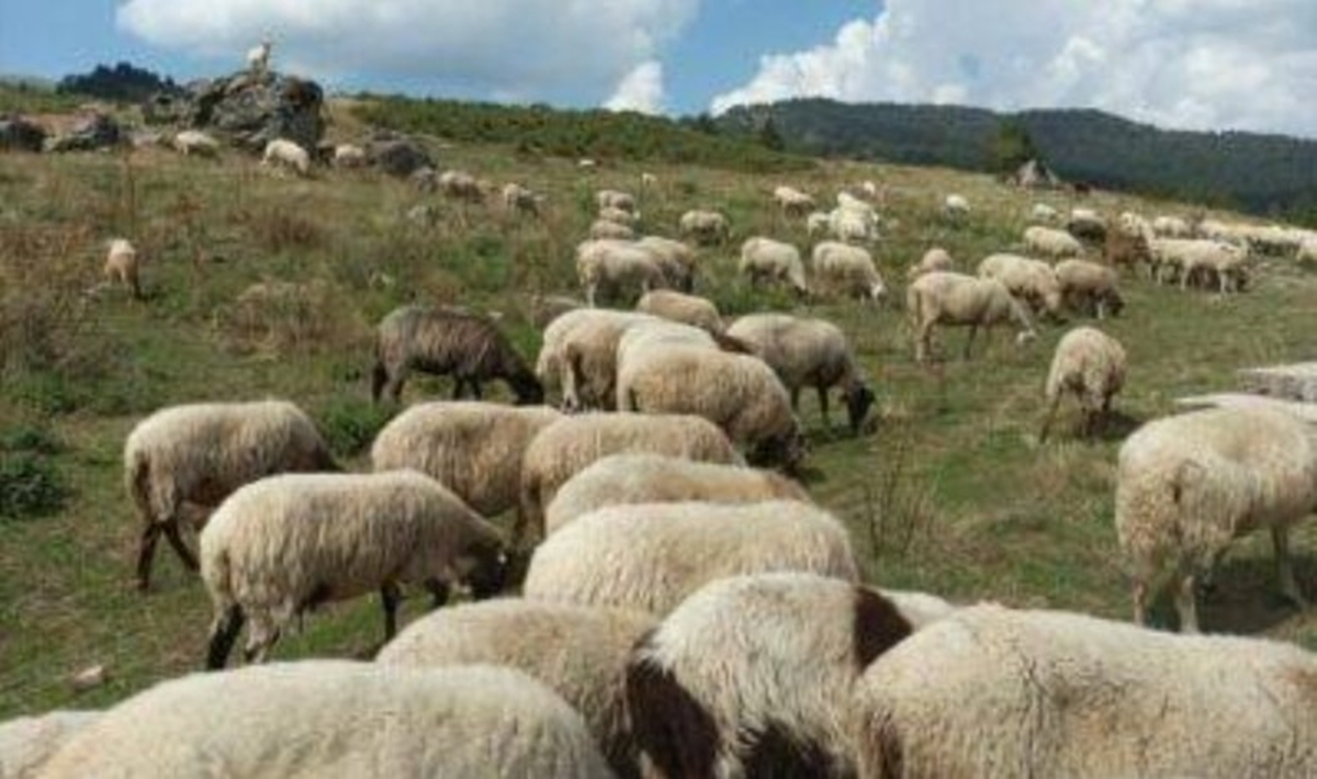 Κεφαλονιά: Υποχρεωτική Απογραφή Κτηνοτροφικών Δραστηριοτήτων έως 31/12/2025