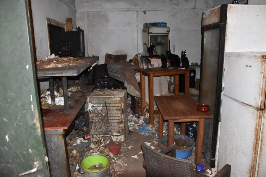Κρατούσε εγκλωβισμένες 58 γάτες κάτω υπό άθλιες συνθήκες – Συνελήφθη και του επιβλήθηκε πρόστιμο