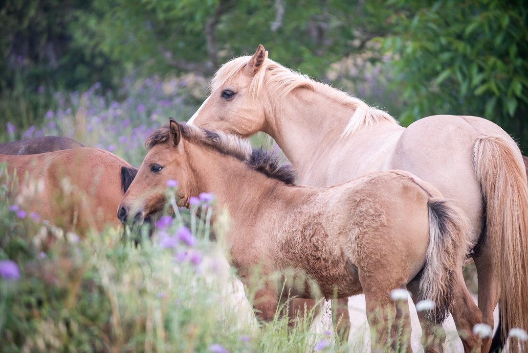 Ποιος έχει την ευθύνη για τα άγρια άλογα της Κεφαλονιάς; Το Υπουργείο δίνει την απάντηση