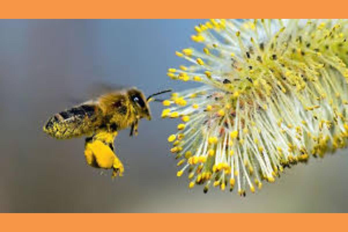 ΕΛΛΗΝΟΠΟΙΗΣΕΙΣ ΚΑΙ ΕΠΙΣΙΤΙΣΤΙΚΗ ΑΣΦΑΛΕΙΑ ΣΤΟ ΜΕΛΙ