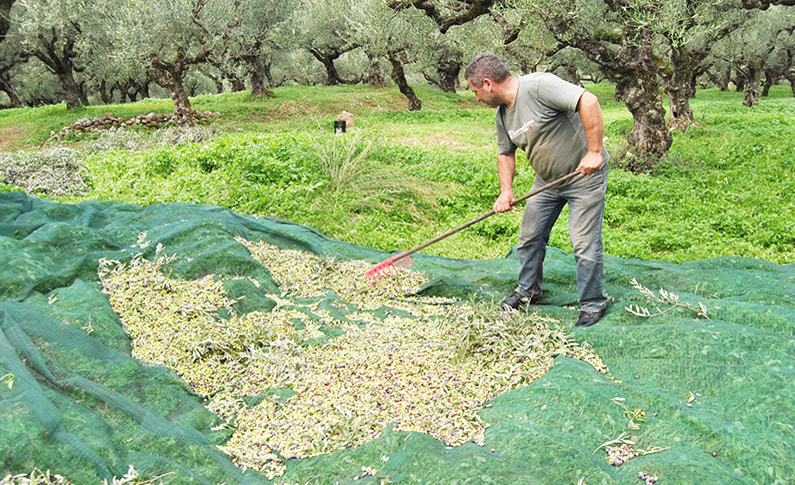 Δωρεάν οι Δηλώσεις στοιχείων για Ελαιοκομικό Μητρώο από Ε.Α.Σ. Κεφαλληνίας & Ιθάκης