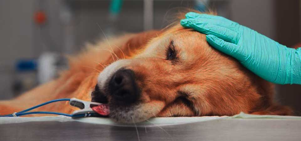 Καταγγελία για δηλητηρίαση σκύλου στα Πουλάτα Σε κρίσιμη κατάσταση το ζώο