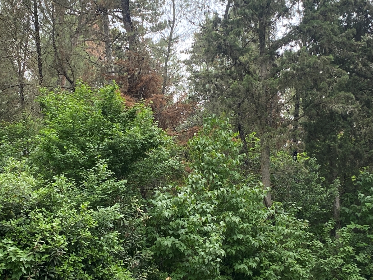 Παγκόσμια Ημέρα Δασών: Γιατί τα χερσαία οικοσυστήματα είναι κρίσιμα για το κλίμα