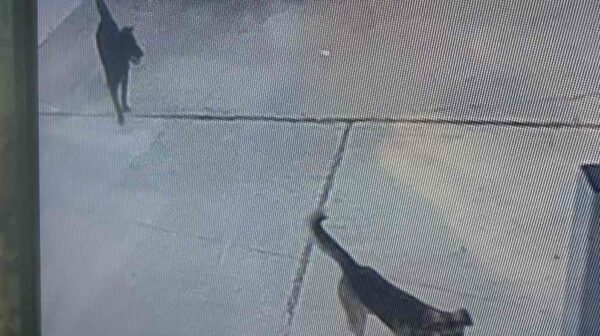 Αναστάτωση κοντά στο αεροδρόμιο: Δύο λυκόσκυλα σκορπούν φόβο σε αυλές