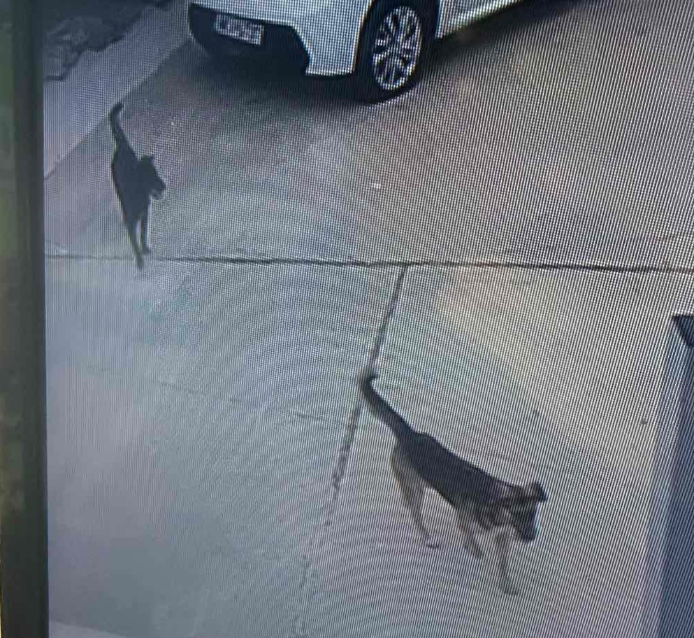 Αναστάτωση κοντά στο αεροδρόμιο: Δύο λυκόσκυλα σκορπούν φόβο σε αυλές