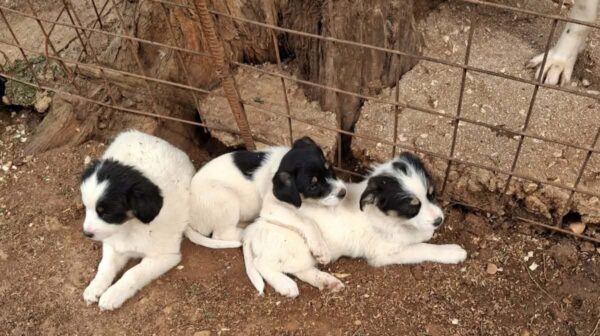 Δήμος Σάμης: Υιοθετήστε ένα από τα 5 κουταβάκια και αλλάξτε μια ζωή