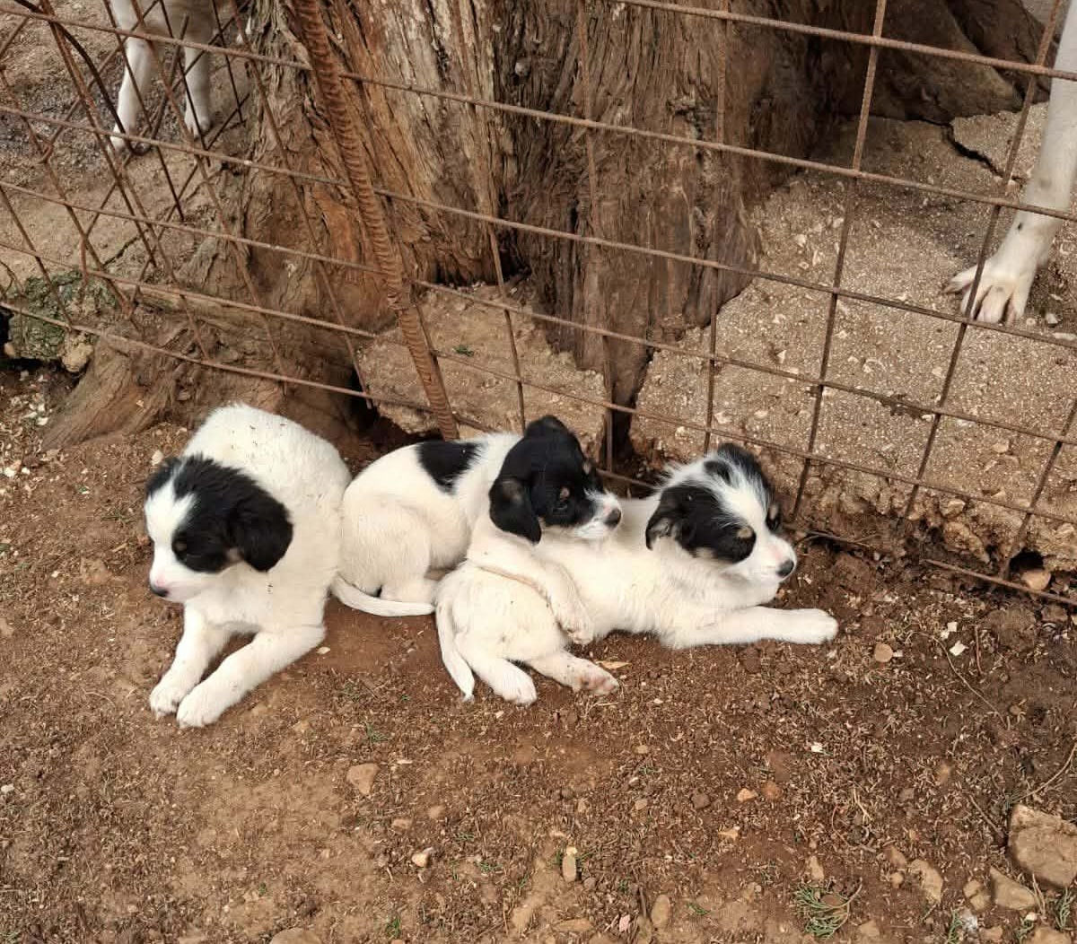 Δήμος Σάμης: Υιοθετήστε ένα από τα 5 κουταβάκια και αλλάξτε μια ζωή