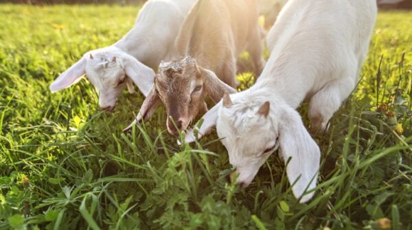 Εντατικοί έλεγχοι για τα αιγοπρόβατα στην Ιθάκη