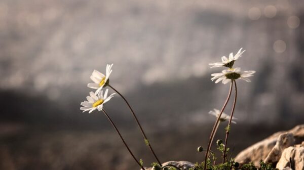 Καιρός: Σήμερα… κοντομάνικο, από αύριο βροχές και αισθητή πτώση θερμοκρασίας
