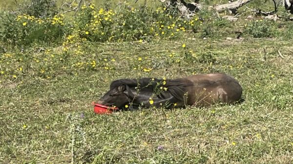 Μαυράτα: Άλογο πυροβολημένο, έκκληση για άμεση βοήθεια -Σκληρές εικόνες