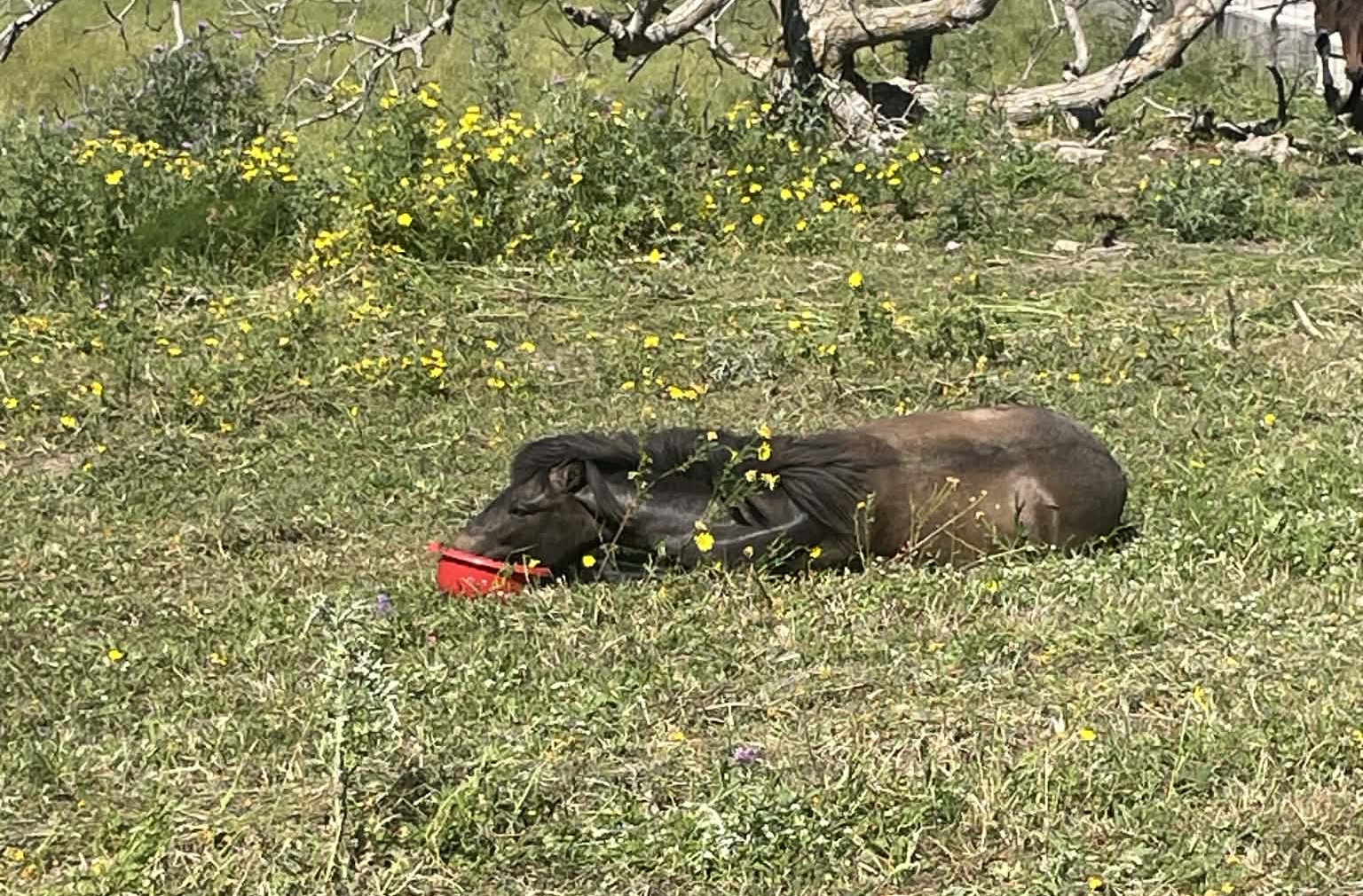 Μαυράτα: Άλογο πυροβολημένο, έκκληση για άμεση βοήθεια  Σκληρές εικόνες
