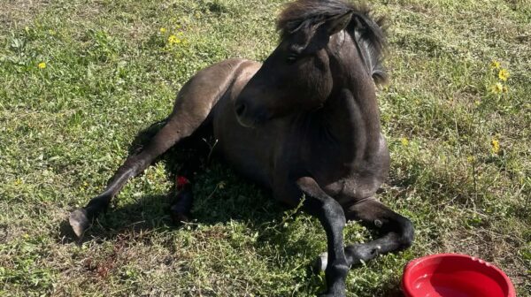 Μαυράτα: Νεκρό το πυροβολημένο άλογο – Καταγγελίες για καθυστέρηση παρέμβασης