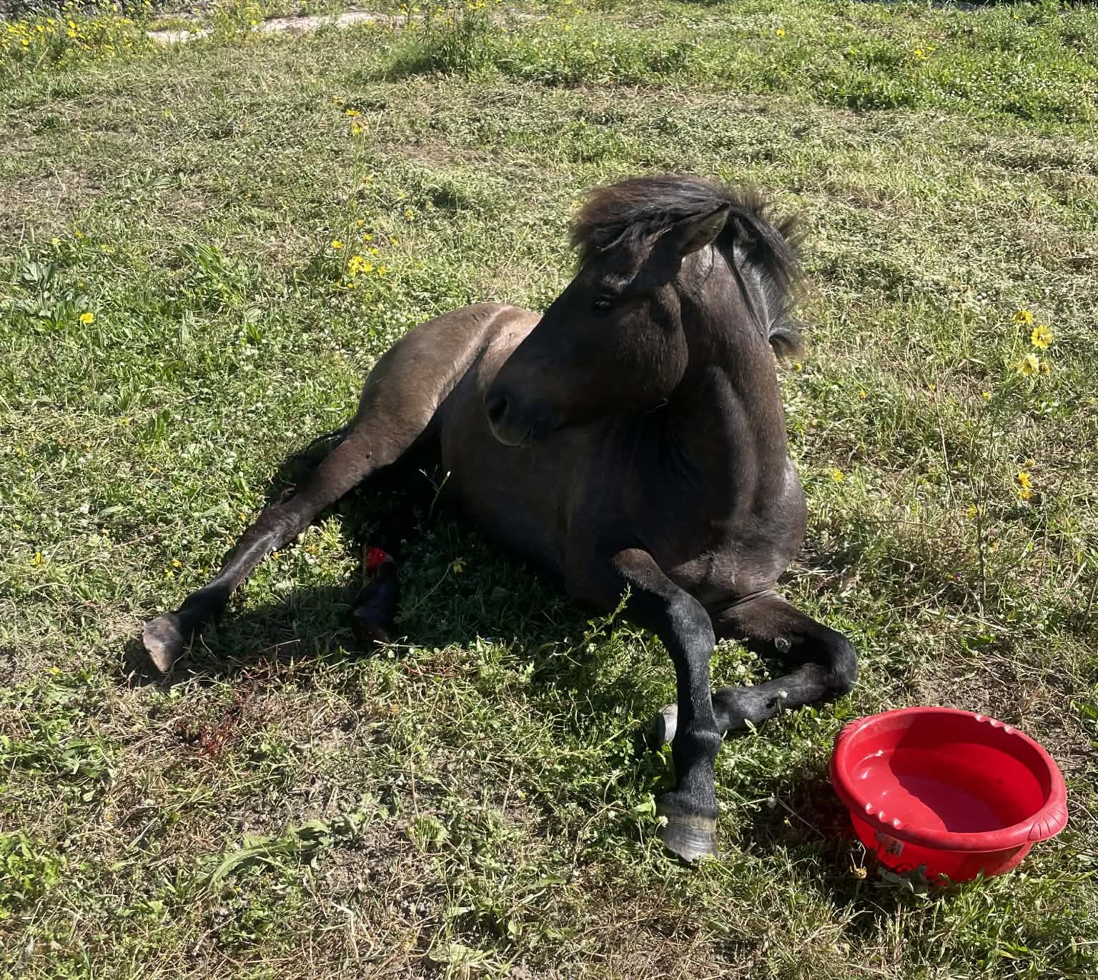 Μαυράτα: Νεκρό το πυροβολημένο άλογο – Καταγγελίες για καθυστέρηση παρέμβασης