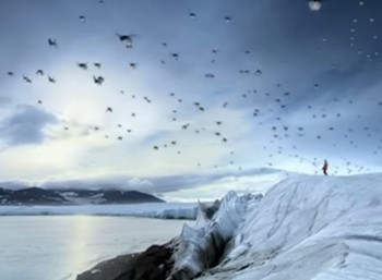 Πιγκουίνοι μετατρέπονται σε αποδημητικά πουλιά... (BBC, 2008)