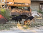Δύο αδέσποτα σκυλιά νεαρής ηλικίας κυκλοφορούν στην ευρύτερη περιοχή