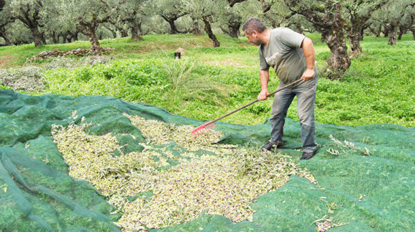 Ελαιοκομικό Μητρώο και δηλώσεις συγκομιδής: Προθεσμίες και πρόστιμα