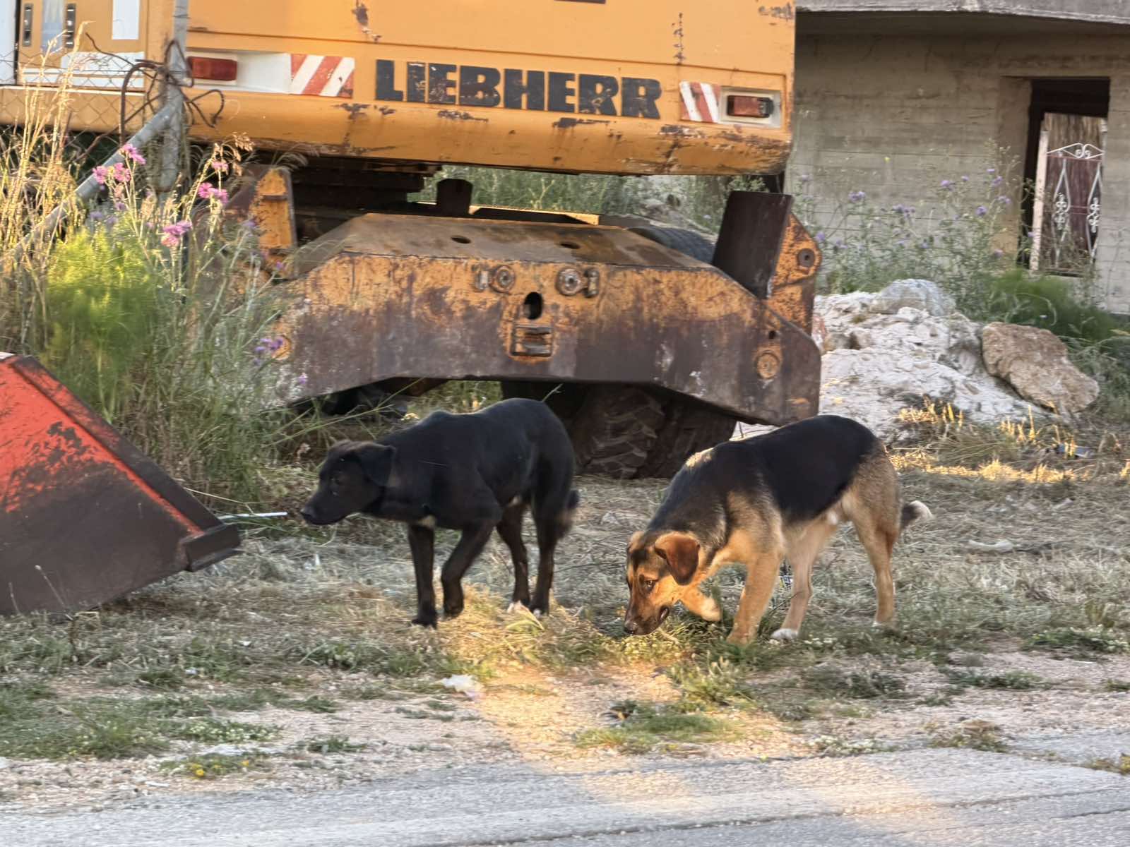 Ενημέρωση σχετικά με δύο αδέσποτα σκυλιά που κυκλοφορούν στην ευρύτερη περιοχή Σαρλάτων – Σβορωνάτων – Καλλιγάτων  Ντοματών