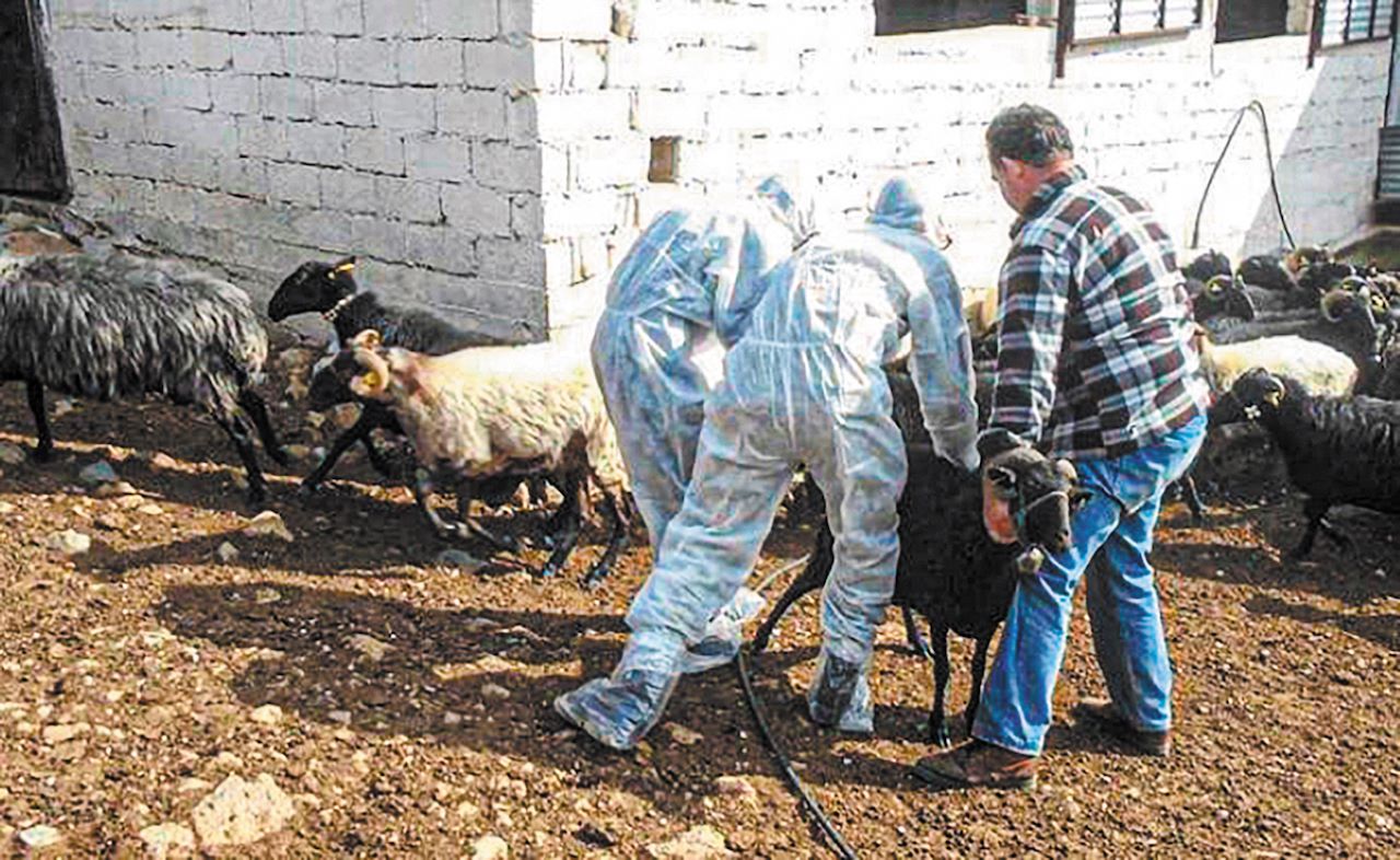 Ιθάκη: Σκληρή κριτική για την ευλογιά των αιγοπροβάτων και την προστασία των κτηνοτρόφων